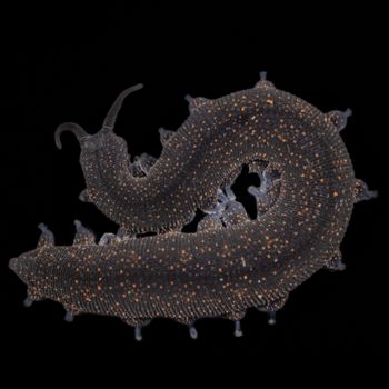 Media type: image;   Invertebrate Zoology 168055 Description: Digital photograph of specimen in life.;